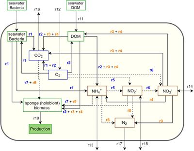 An Integrative Model of Carbon and Nitrogen Metabolism in a Common Deep-Sea Sponge (Geodia barretti)